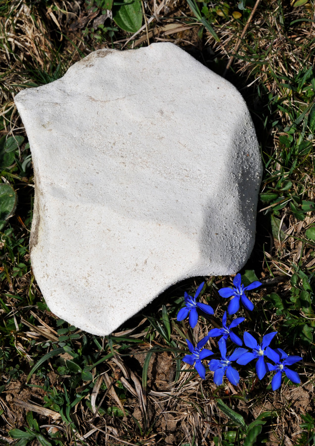 Frühlings-Enzian (Gentiana verna) [145 mm, 1/400 Sek. bei f / 14, ISO 250]
